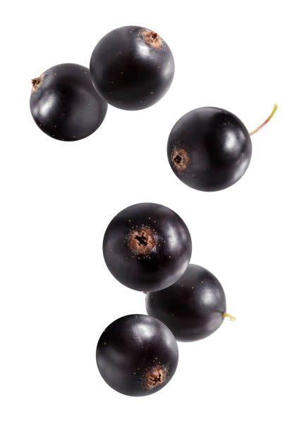 Black Currant