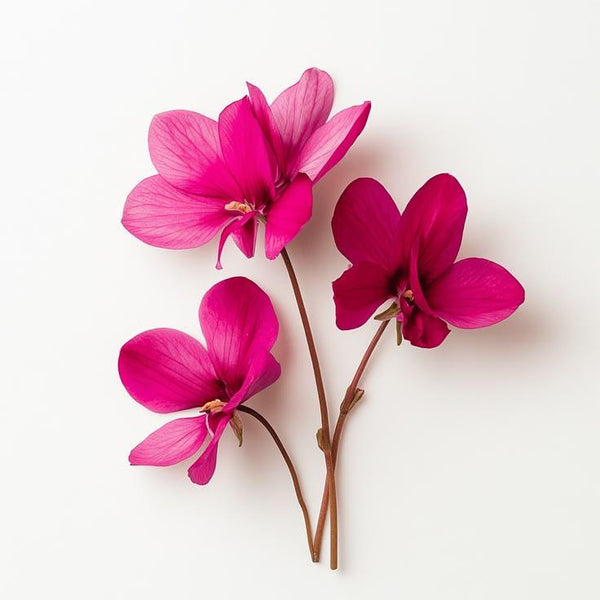Cyclamen