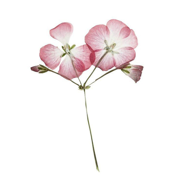 Geranium